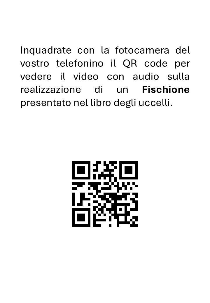 Tassidermia Preparazione di un Fischione - immagine 3