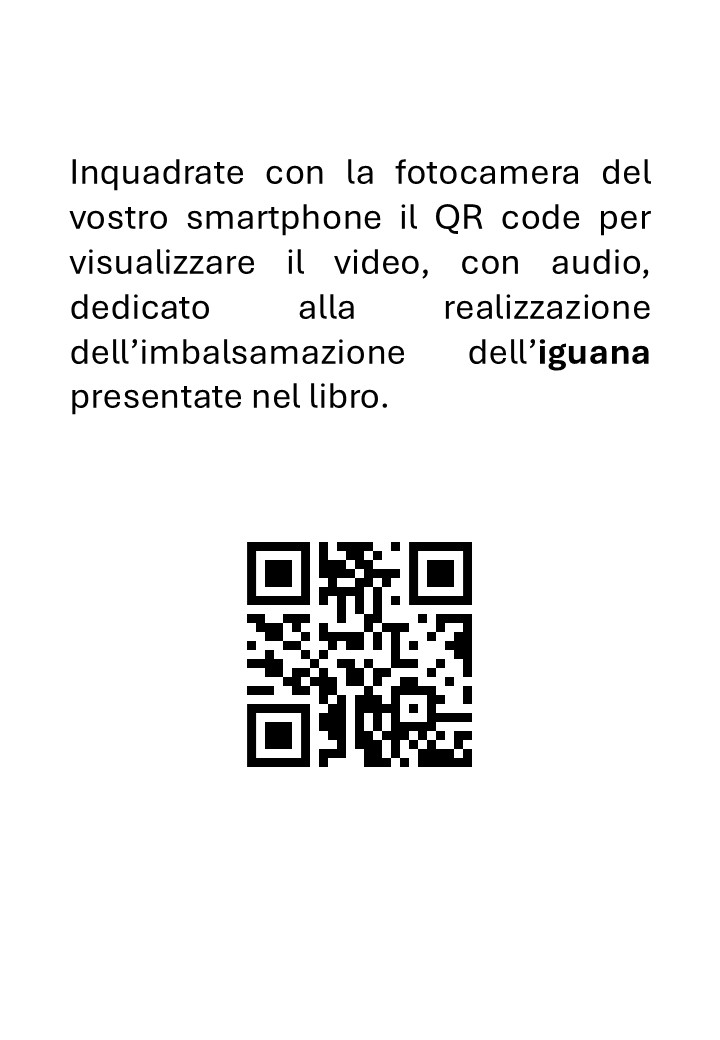 Tassidermia Rettili Preparazione di una Iguana - immagine 3