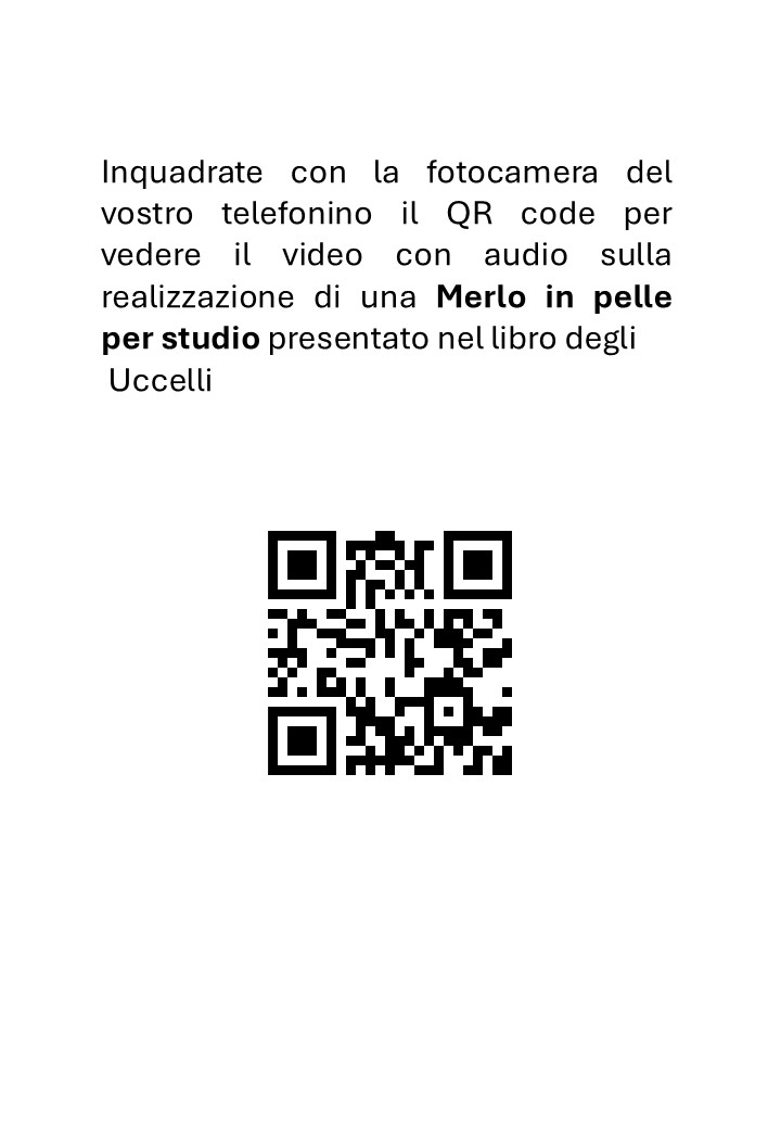 Tassidermia Preparazione in pelle di un merlo - immagine 3