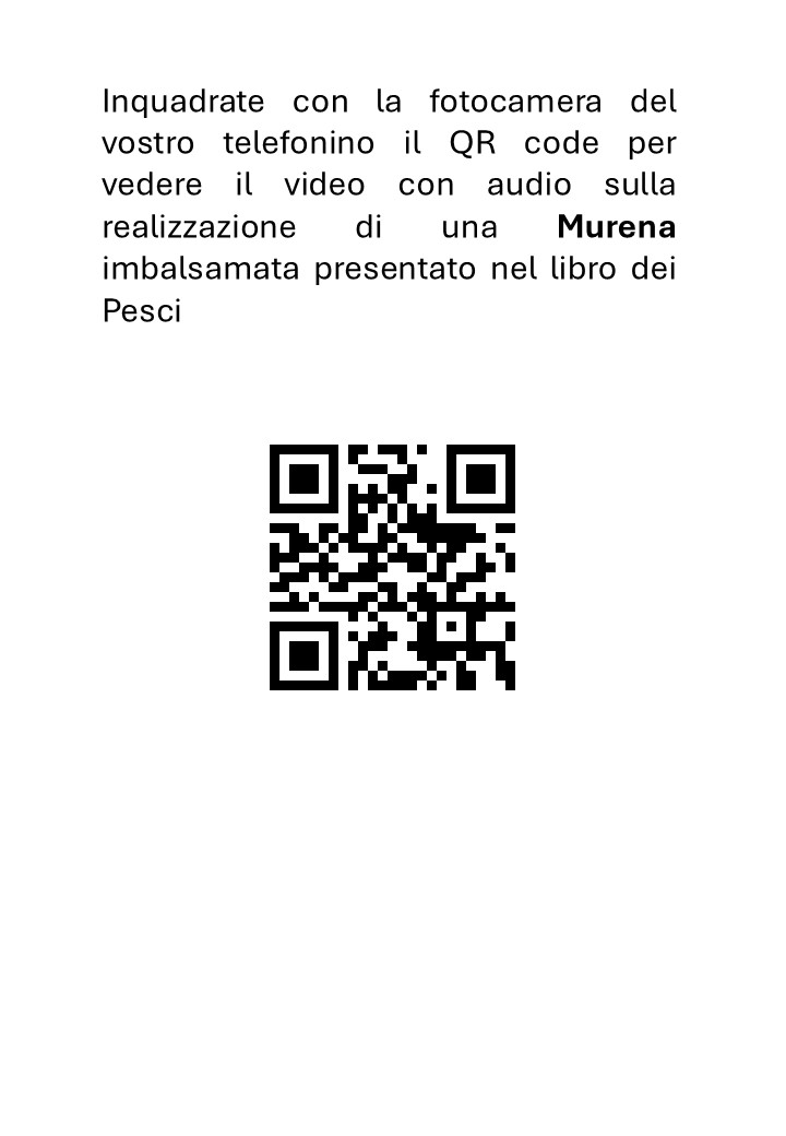 Tassidermia Pesci Preparazione di una Murena - immagine 3