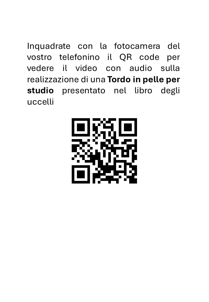 Tassidermia Preparazione in pelle di un Tordo (Edizione 2025) - immagine 3