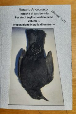Tassidermia Preparazione in pelle di un merlo (Edizione 2023)