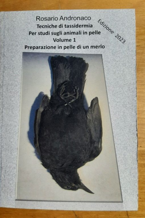 Tassidermia Preparazione in pelle di un merlo (Edizione 2023)
