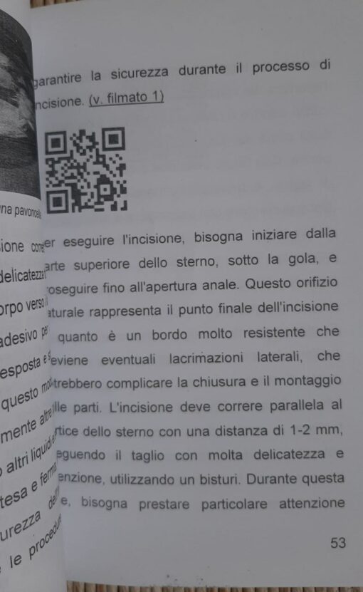 Tassidermia Preparazione di una Pavoncella (Edizione 2025) - immagine 2