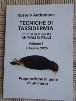 Tassidermia Preparazione in pelle di un merlo