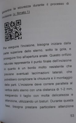 Alternative view of Tassidermia Preparazione di una Pavoncella