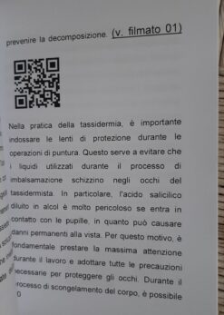 Alternative view of Tassidermia Mammiferi imbalsamazione di una volpe