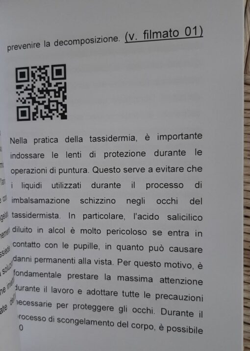 Tassidermia Mammiferi imbalsamazione di una volpe - immagine 2