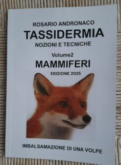 Tassidermia Mammiferi imbalsamazione di una volpe