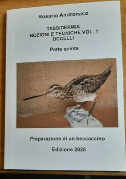 Tassidermia: nozioni e tecniche Uccelli - Preparazione di un beccaccino