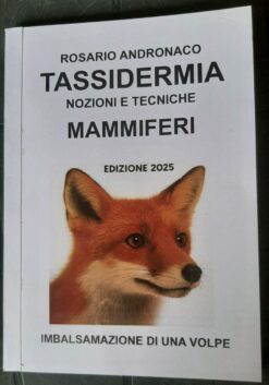 Tassidermia Mammiferi imbalsamazione di una volpe