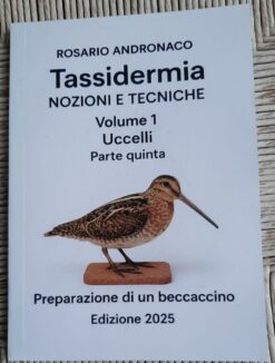 Tassidermia: nozioni e tecniche Uccelli - Preparazione di un beccaccino