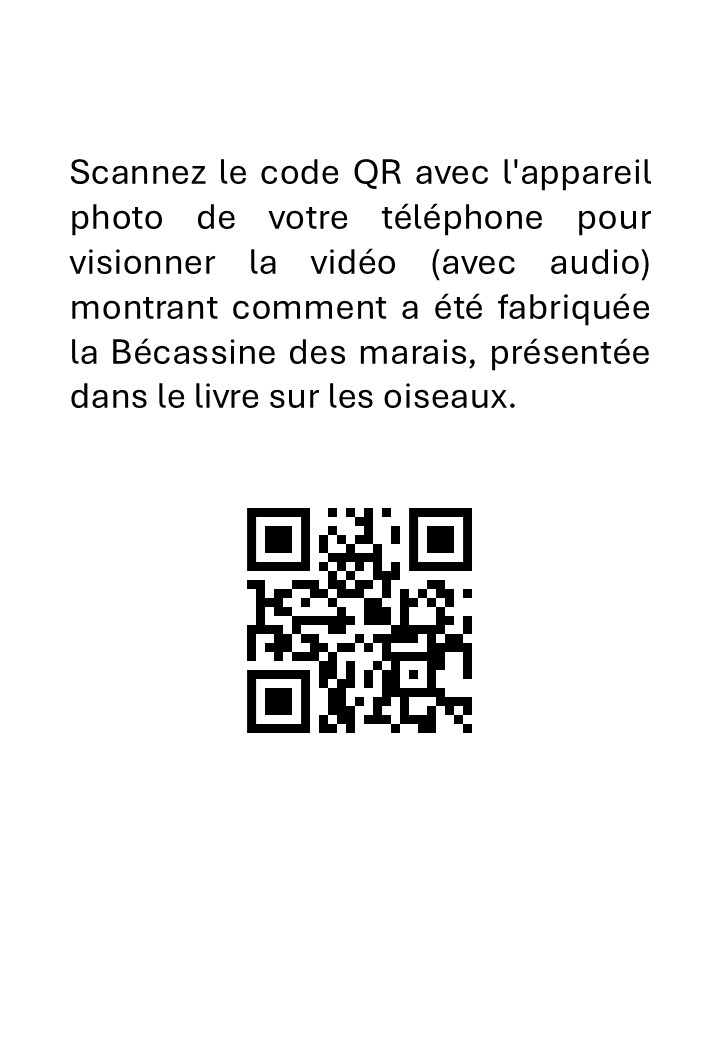 Taxidermie Prèparation d’un Snipe - immagine 3