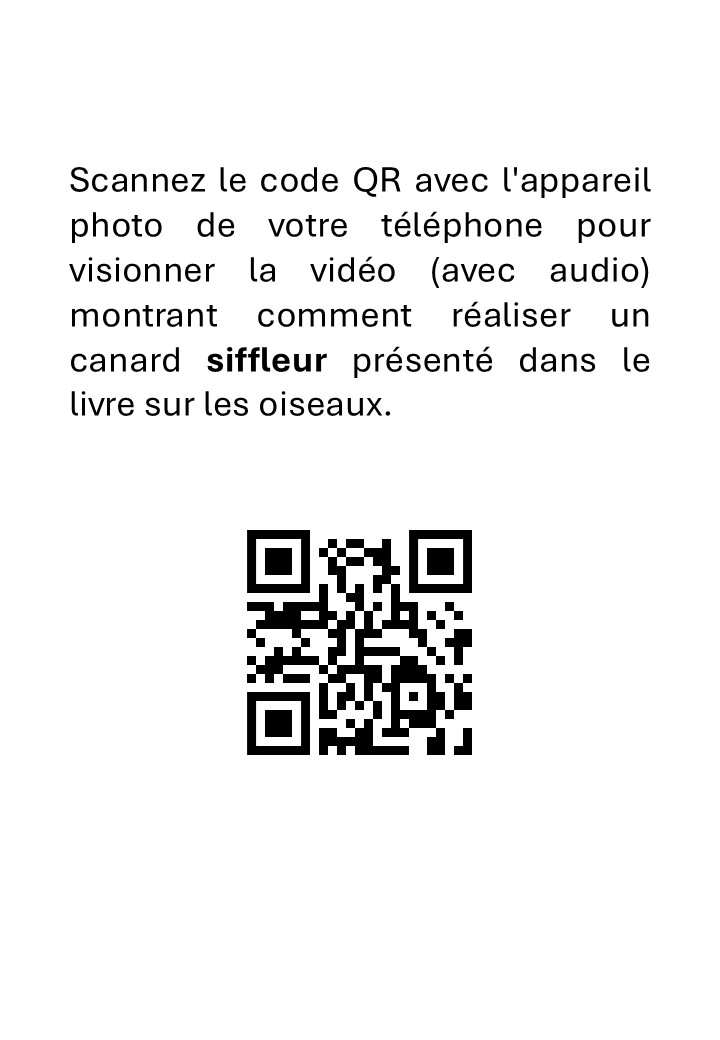 Taxidermie Prèparation d’un Wigeon - immagine 3