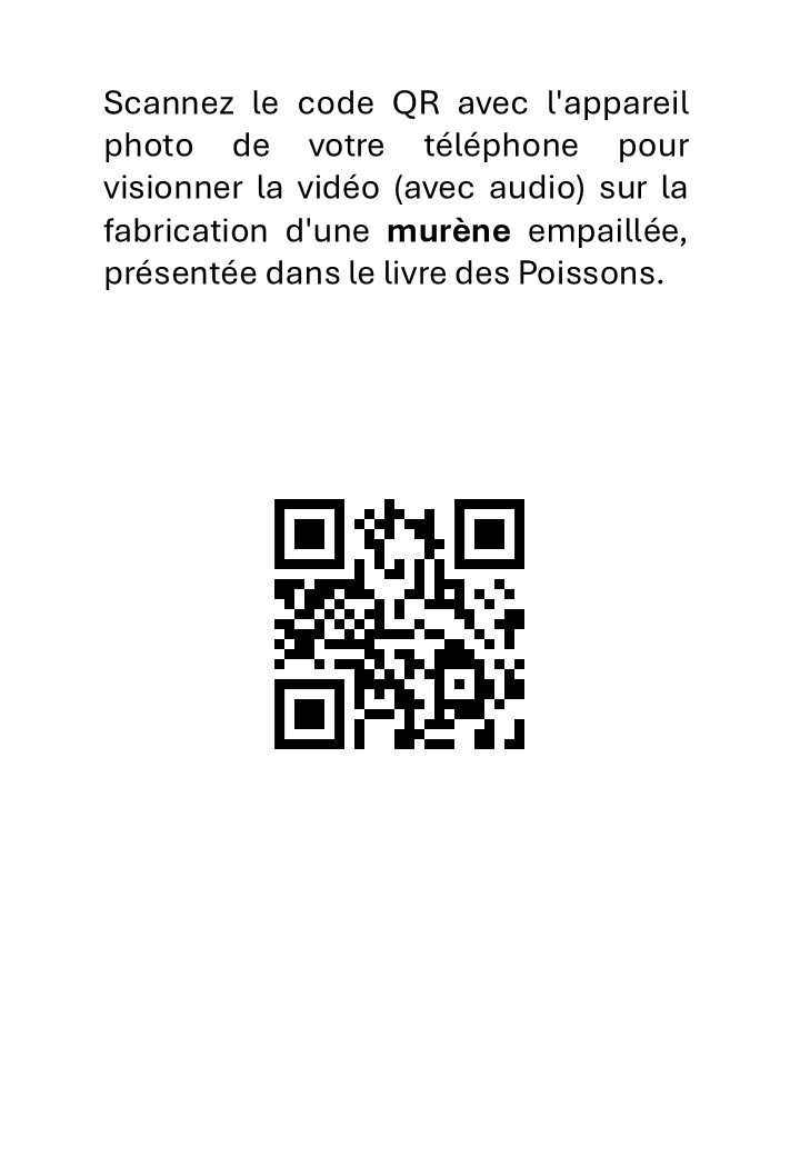 Taxidermie Embaumement de poisson Prèparer une murène - immagine 3