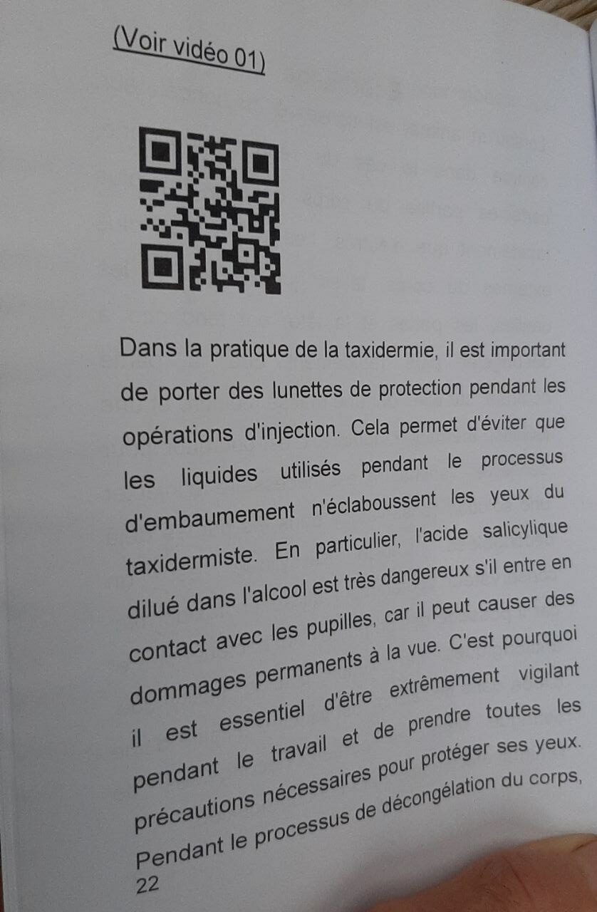 Taxidermie Mammiféres Embaumement d’un renard - immagine 2