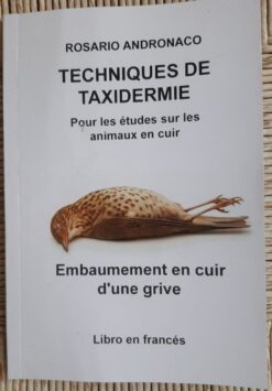 Taxidermie études d‘animaux en cuir Embaumement d’une grive