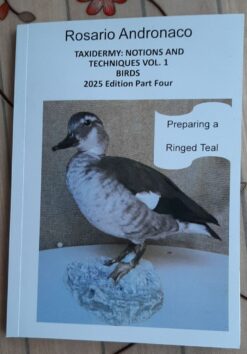 Taxidermy Concepts and Techniques vol 1 birds edition 2025 part four Preparing a ringed teal