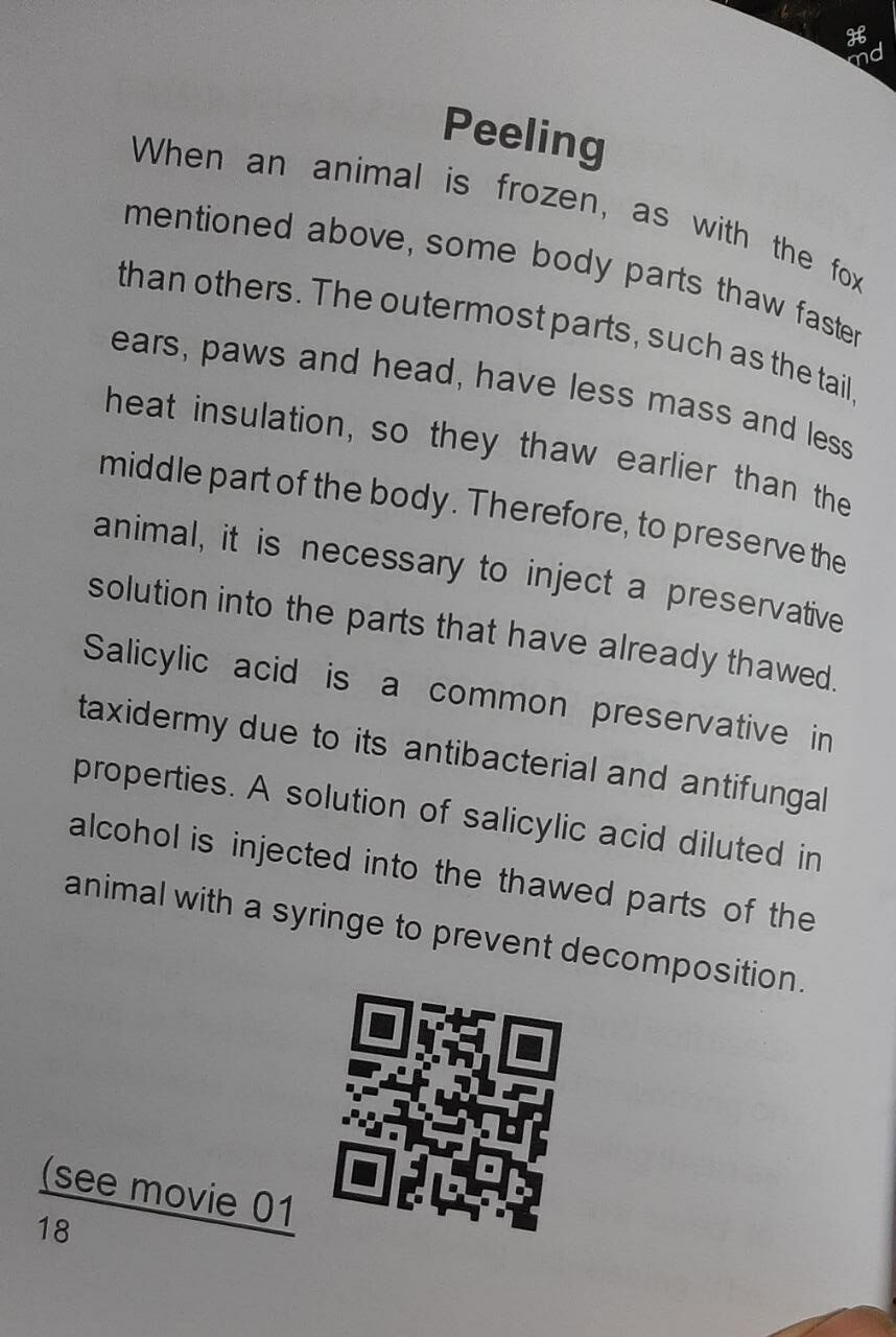 Taxidermy: mammals Embalming a fox - immagine 2