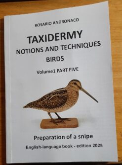 Taxidermy notions and techniques Vol 1 birds part 5 Preparation of a snipe