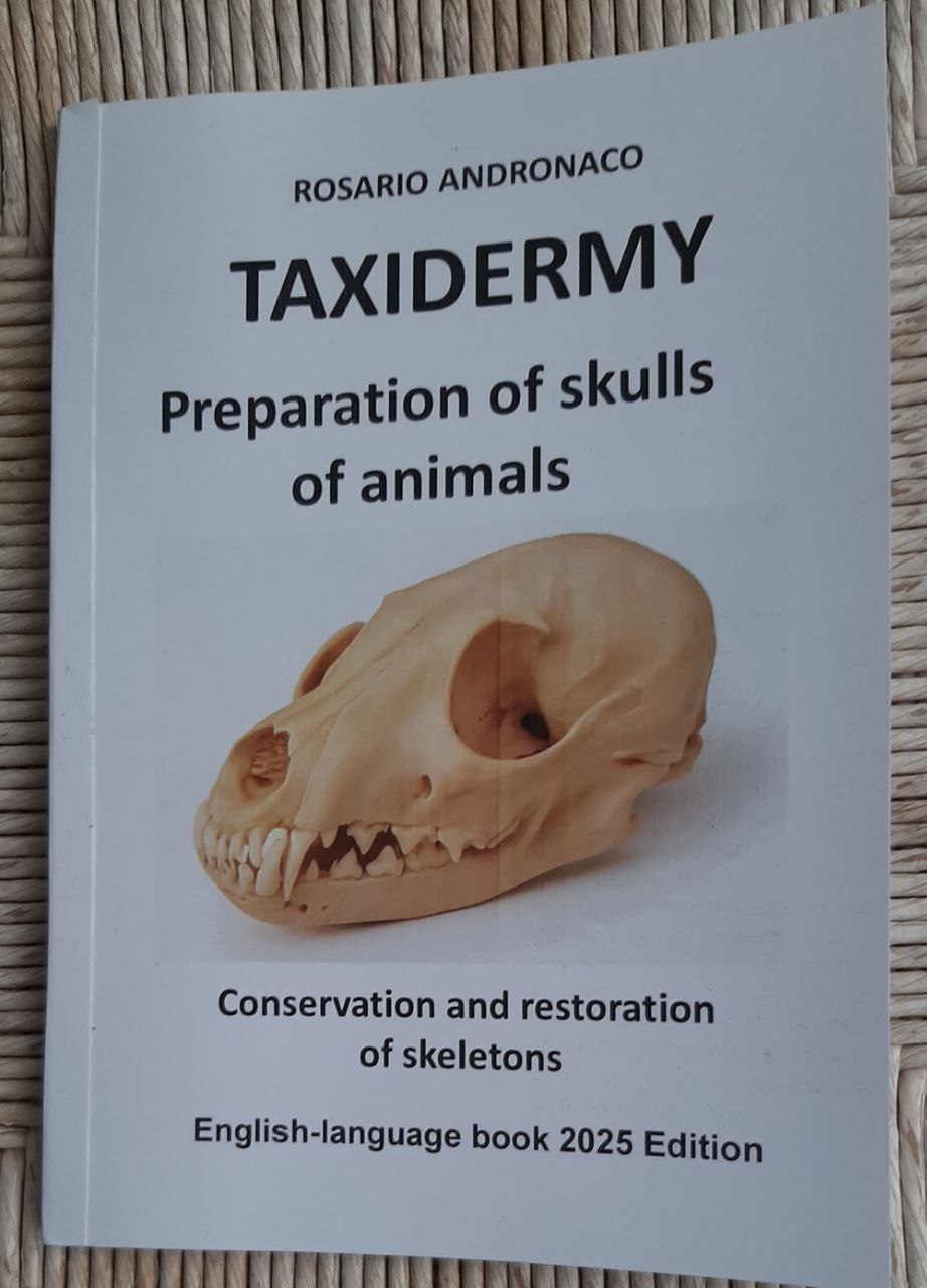 Taxidermy, Preparation of animal skulls
