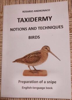 Taxidermy birds Preparation of a snipe