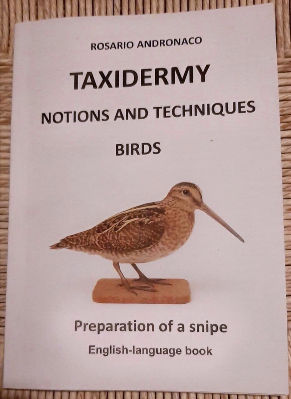 Taxidermy birds Preparation of a snipe