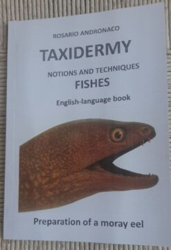 Taxidermy, fishes preparation of a moray eel