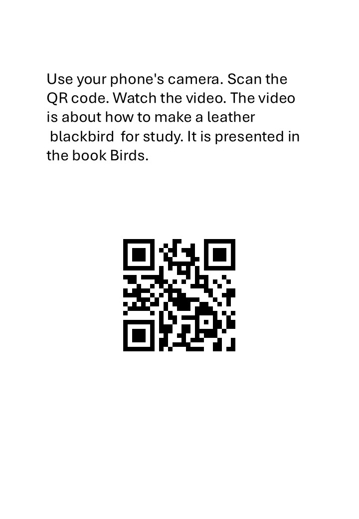 Taxidermy study Embalming a blackbird in leather - immagine 3