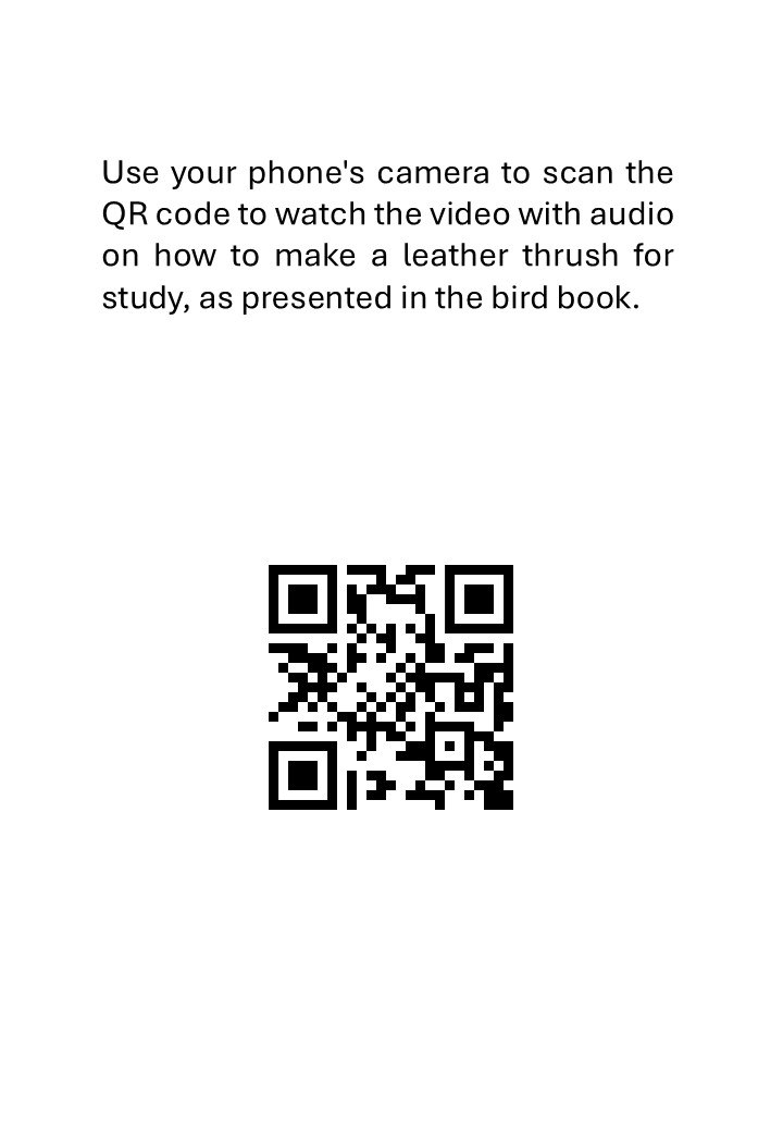 Taxidermy techniques for studies of animals in leather, preparation of a thrush. - immagine 3