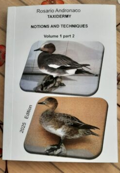 Taxidermy Preparation of a Wigeon 2025 Edition