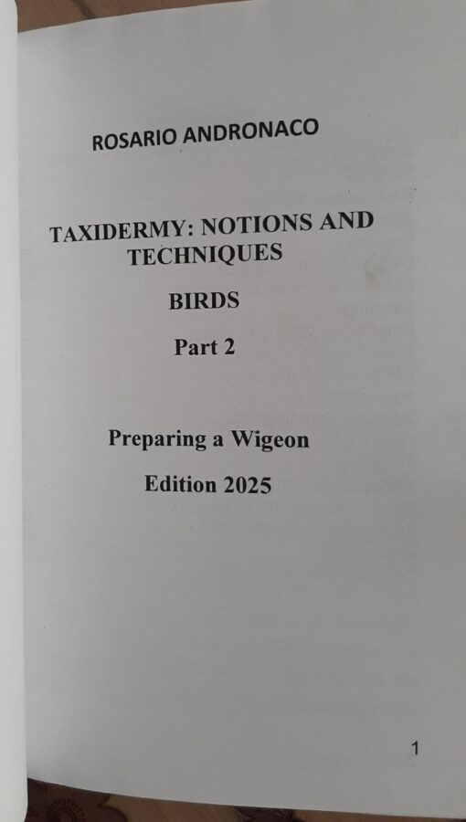 Taxidermy Preparation of a Wigeon 2025 Edition - immagine 3