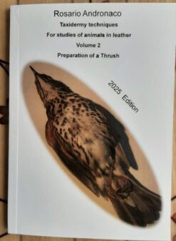Taxidermy techniques for studies of animals in leather, preparation of a thrush.