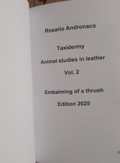 Taxidermy techniques for studies of animals in leather, preparation of a thrush. - immagine 3