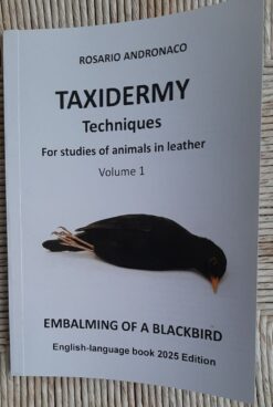 Taxidermy study Embalming a blackbird in leather