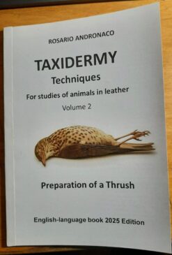 Taxidermy techniques for studies of animals in leather, preparation of a thrush.