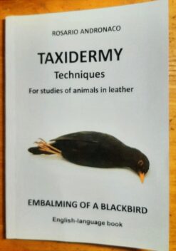 Taxidermy study Embalming a blackbird in leather
