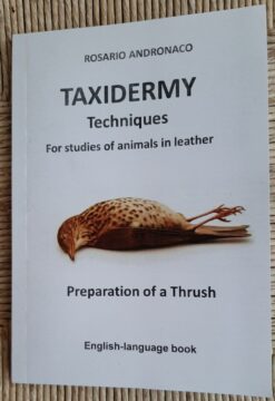 Taxidermy techniques for studies of animals in leather, preparation of a thrush.