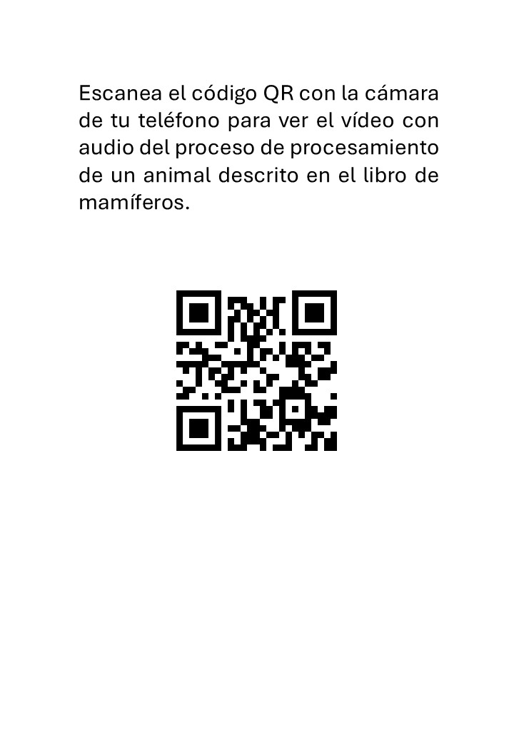 Taxidermia: Embalsamamiento de un zorro - immagine 3