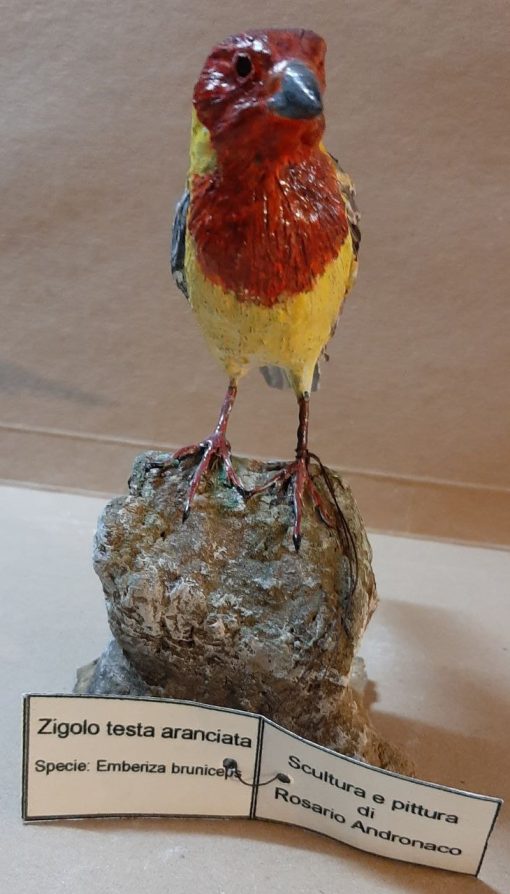 Zigolo testa aranciata in scultura di argilla - immagine 3