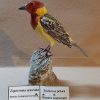 Zigolo testa aranciata in scultura di argilla