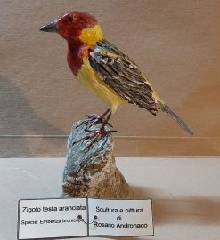 Zigolo testa aranciata in scultura di argilla