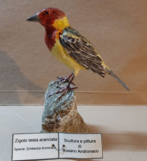 Zigolo testa aranciata in scultura di argilla