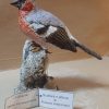 Ciuffolotto in scultura di argilla