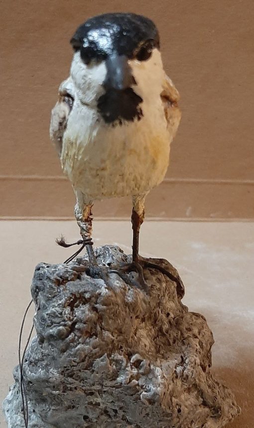 Cincia bigia in scultura di argilla - immagine 3