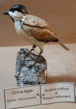 Cincia bigia in scultura di argilla