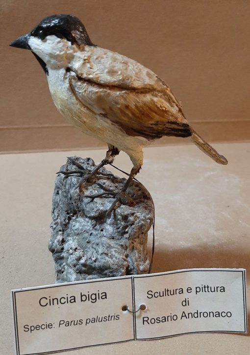 Cincia bigia in scultura di argilla