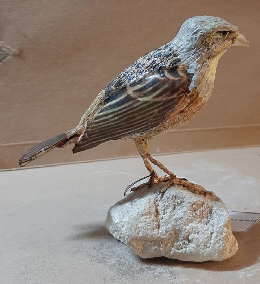 Ortolano in scultura di argilla - immagine 2
