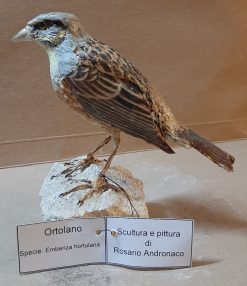 Ortolano in scultura di argilla
