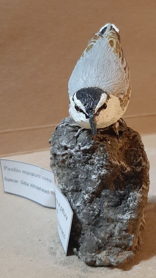 Picchio muratore corso in scultura di argilla - immagine 3